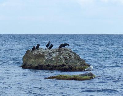 Прикрепленное изображение: CCV20.jpg